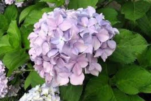 绣球花怎么施肥，通常每半个月追一次有机肥