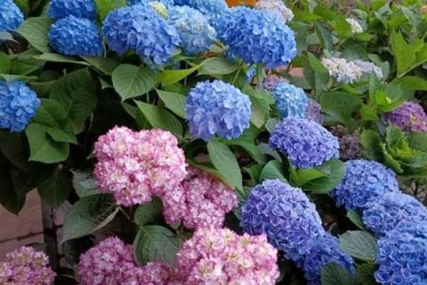 绣球花怎么施肥，通常每半个月追一次有机肥