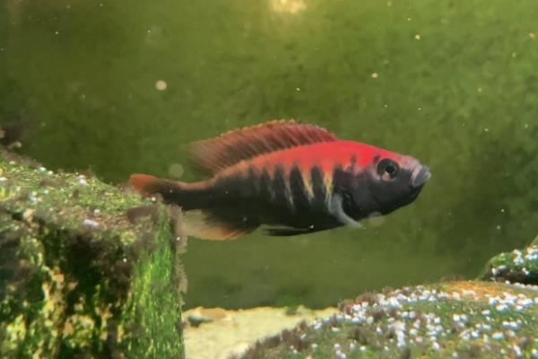 奈里朴丽鱼好不好养，饲养难度较大