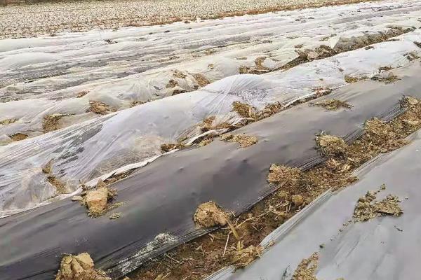 覆盖地膜的禁忌，不可盲目选膜、提前播种和施肥