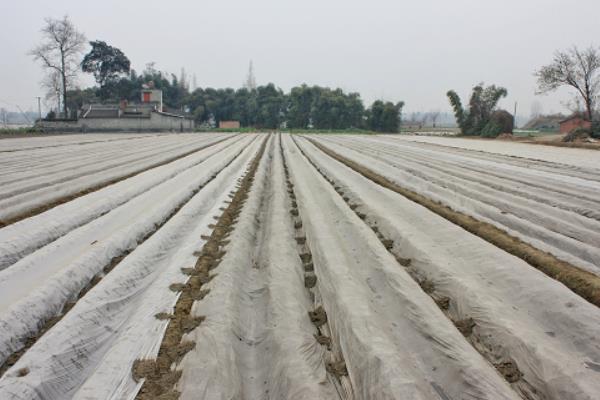 覆盖地膜的禁忌，不可盲目选膜、提前播种和施肥