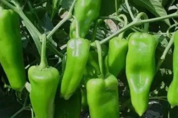 青菜的分类，分为根、茎、叶、花、果多种种类