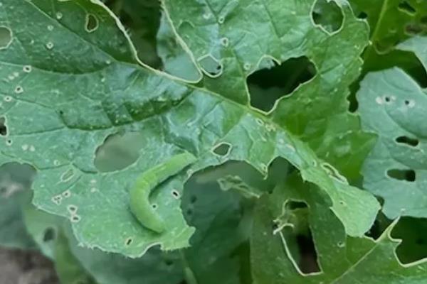 青菜的分类，分为根、茎、叶、花、果多种种类