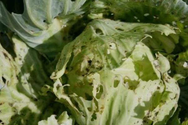 青菜的分类，分为根、茎、叶、花、果多种种类