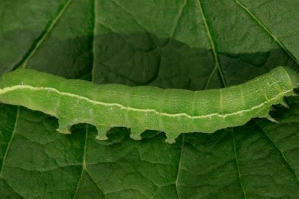 青菜的分类，分为根、茎、叶、花、果多种种类