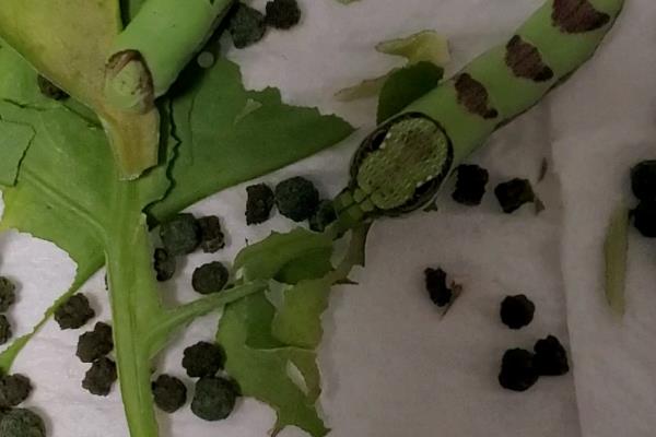 青菜的分类，分为根、茎、叶、花、果多种种类