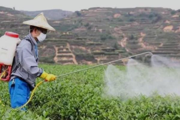 青菜的分类，分为根、茎、叶、花、果多种种类
