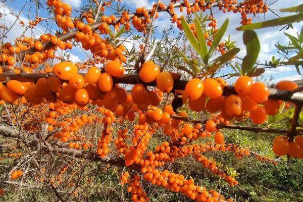 沙棘果有没有种子,沙棘果有种子