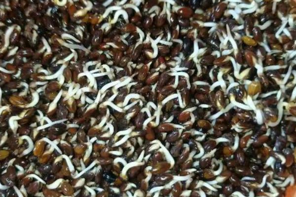 沙棘果有没有种子,沙棘果有种子