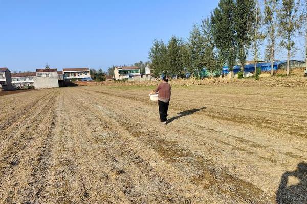 沙棘果有没有种子,沙棘果有种子