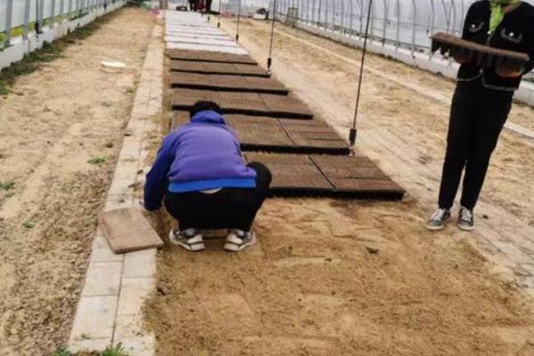 沙棘果有没有种子,沙棘果有种子