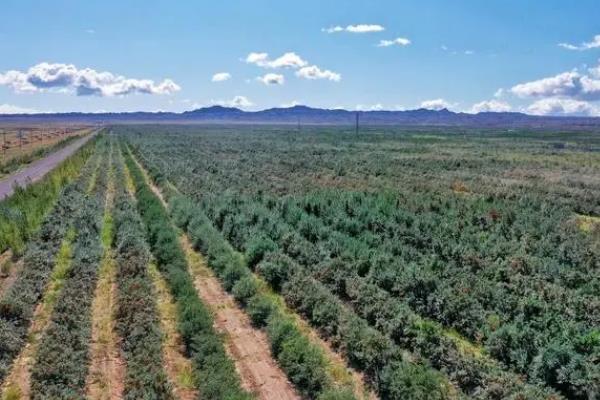 沙棘果有没有种子,沙棘果有种子