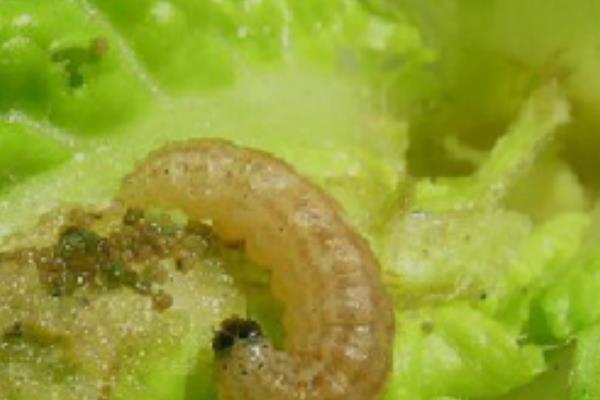 青菜的分类，分为根、茎、叶、花、果多种种类