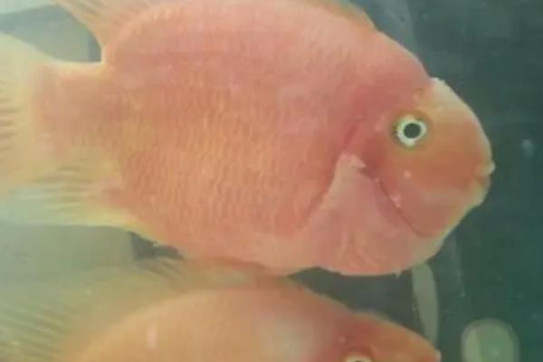 鱼的眼睛出现白膜是否会传染，一般是患有蒙眼病、具有传染性
