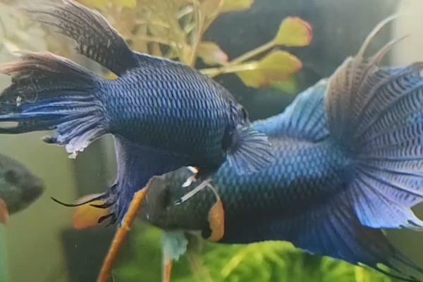 鱼的眼睛出现白膜是否会传染，一般是患有蒙眼病、具有传染性
