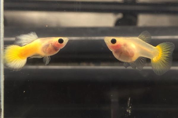 鱼的眼睛出现白膜是否会传染，一般是患有蒙眼病、具有传染性
