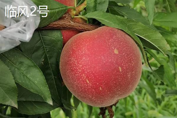 南方桃子哪个品种好吃，常见的有临风2号、胭脂脆桃等
