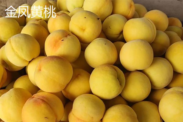 南方桃子哪个品种好吃，常见的有临风2号、胭脂脆桃等
