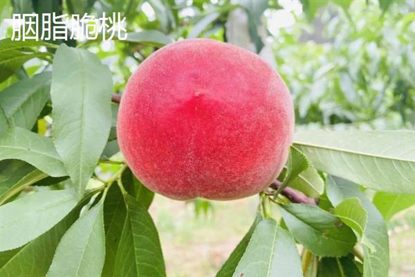 南方桃子哪个品种好吃，常见的有临风2号、胭脂脆桃等