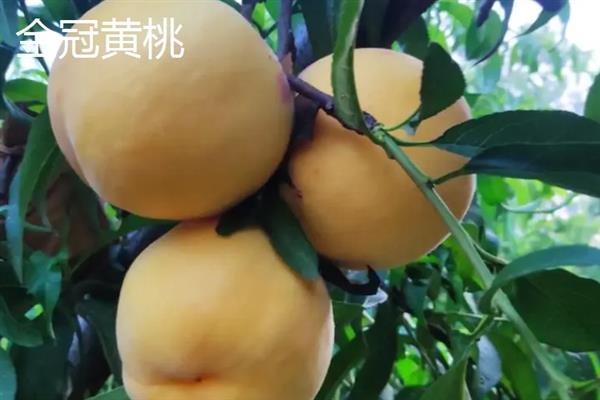 南方桃子哪个品种好吃，常见的有临风2号、胭脂脆桃等
