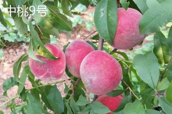 南方桃子哪个品种好吃，常见的有临风2号、胭脂脆桃等