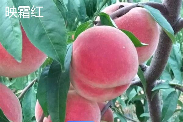 南方桃子哪个品种好吃，常见的有临风2号、胭脂脆桃等
