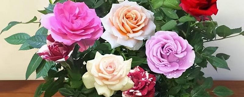玫瑰花盆栽养护方法，每天至少晒光4小时左右