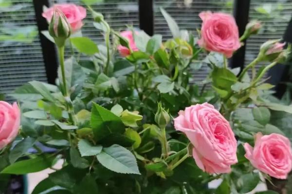 玫瑰花盆栽养护方法，每天至少晒光4小时左右