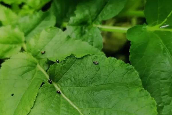 青菜的分类，分为根、茎、叶、花、果多种种类