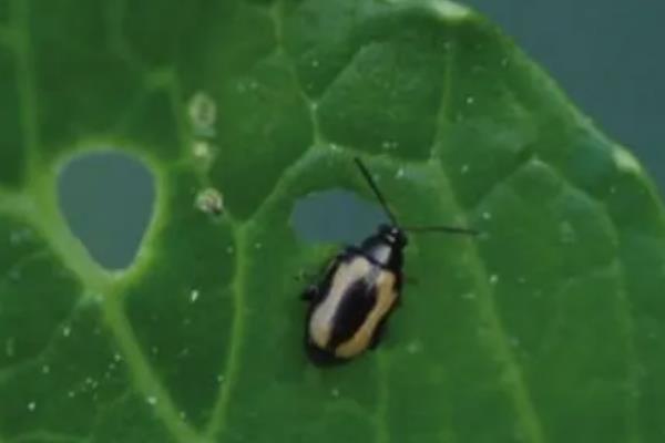 青菜的分类，分为根、茎、叶、花、果多种种类