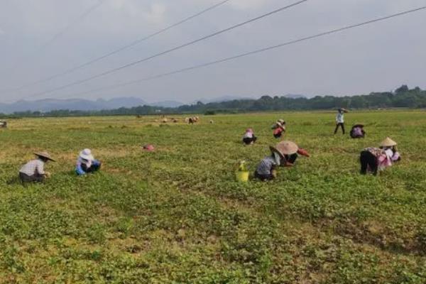 青菜的分类，分为根、茎、叶、花、果多种种类