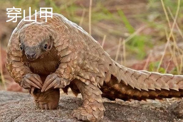 犰狳简介，是一种夜行哺乳动物
