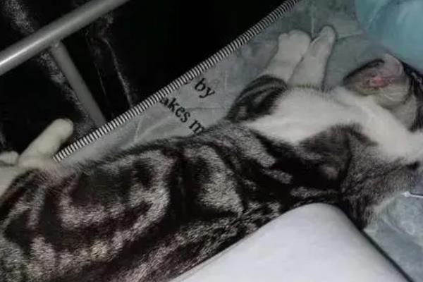 母猫见红是不是要生了，未来的3-8个小时就会生