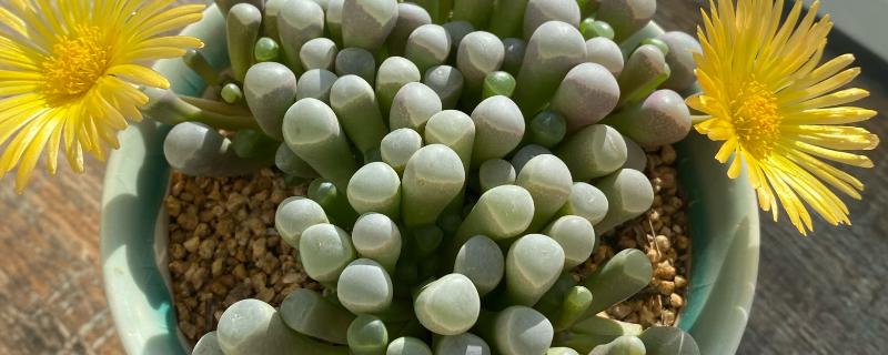 怎么将五十铃玉养成彩色，需在花季每天提供3-4个小时的光照