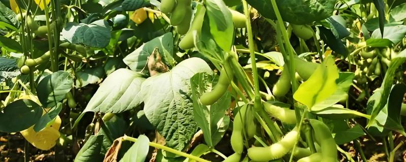 毛豆一年的种植次数，南方地区合理优化种植时间可种3次