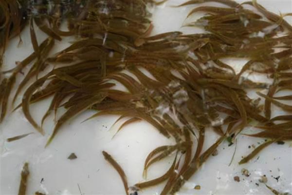 泥鳅吃哪些饲料，可选择玉米粉、麦麸、面包虫、黄粉虫等