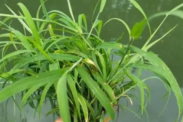 钓鳊鱼商品饵料配方，常见以下4个配方