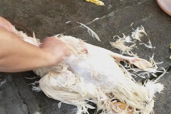鸭子怎么脱毛，水温要75-80度左右为佳