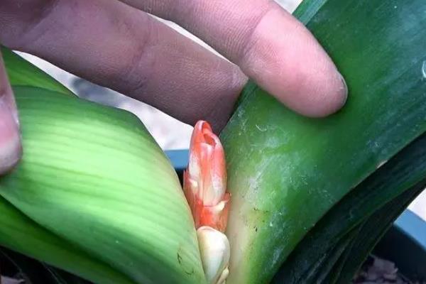 君子兰开花后要剪掉花剑吗，开花后需要剪掉花剑