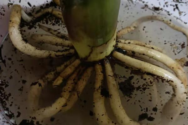 君子兰开花后要剪掉花剑吗，开花后需要剪掉花剑