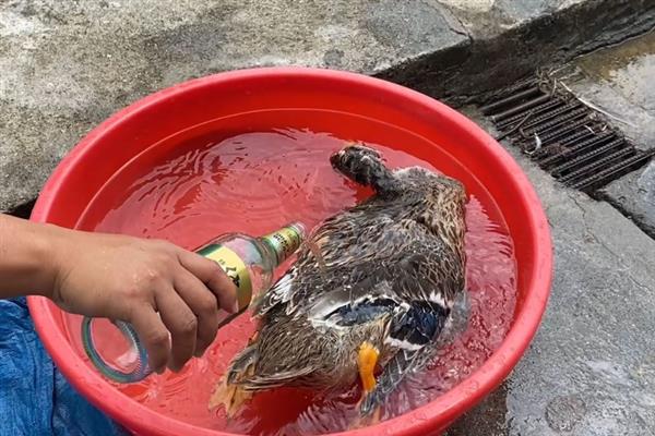 鸭子怎么脱毛，水温要75-80度左右为佳
