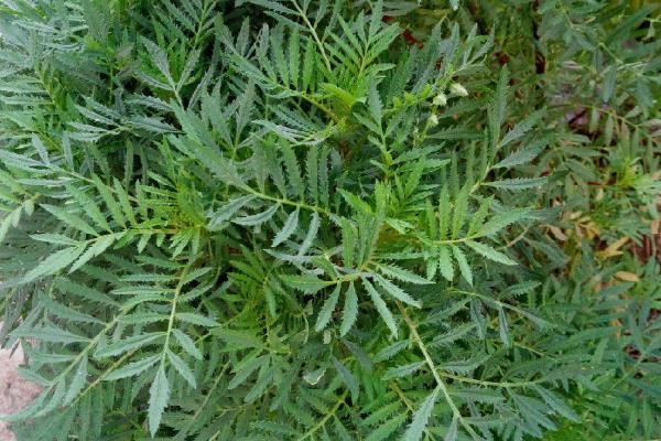 孔雀草如何打顶，植株长有4-6片真叶时进行打顶