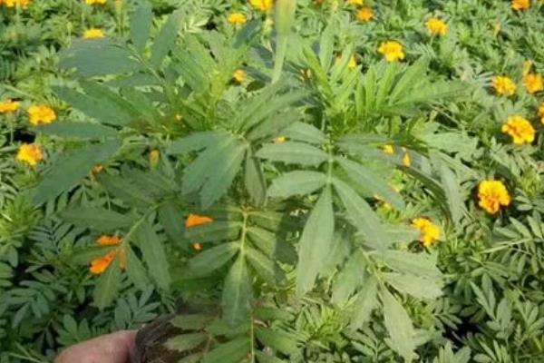 孔雀草如何打顶，植株长有4-6片真叶时进行打顶