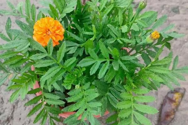 孔雀草如何打顶，植株长有4-6片真叶时进行打顶