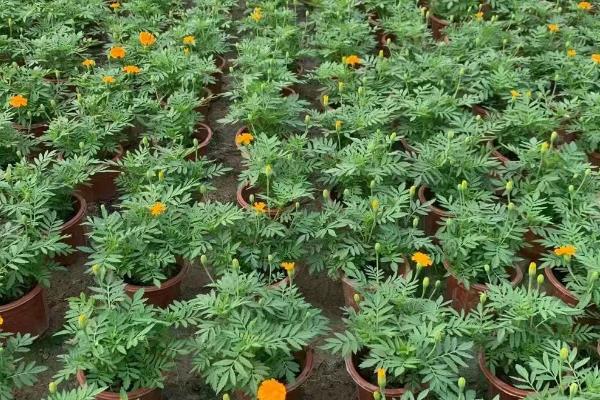 孔雀草如何打顶，植株长有4-6片真叶时进行打顶