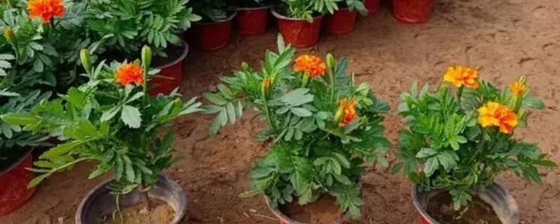 孔雀草如何打顶，植株长有4-6片真叶时进行打顶
