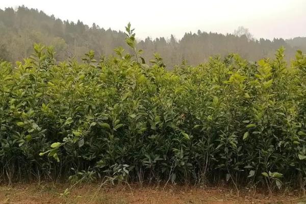 血橙树过多长时间才能结果，管理得当一般只需3年