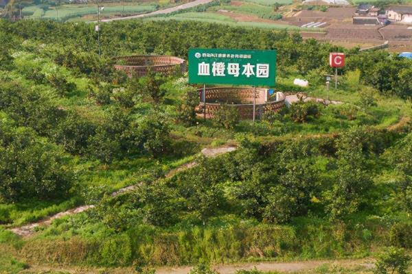 血橙树过多长时间才能结果，管理得当一般只需3年