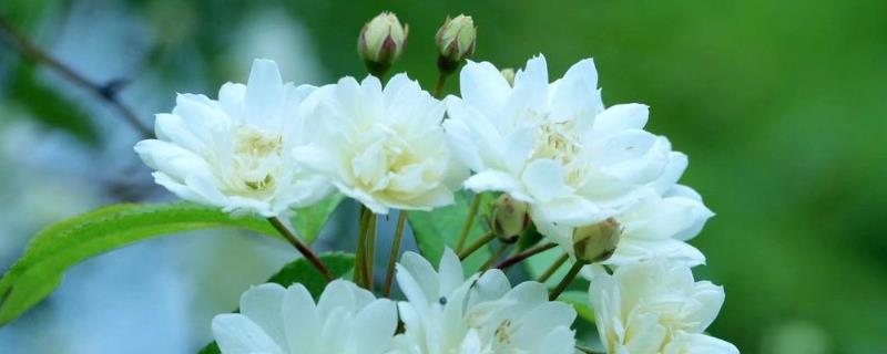 为什么木香花叫鬼招手，因为其花朵一般会聚集在一起
