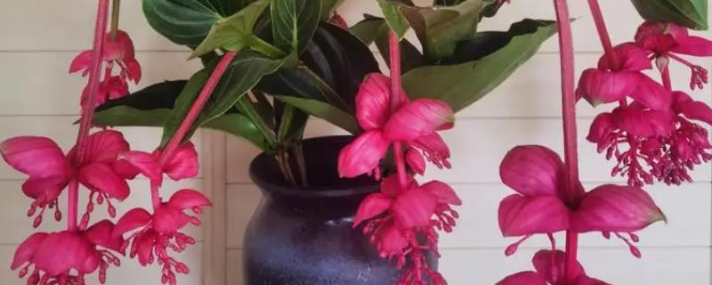 怎么养宝莲灯花，生长期要及时追施氮磷钾肥